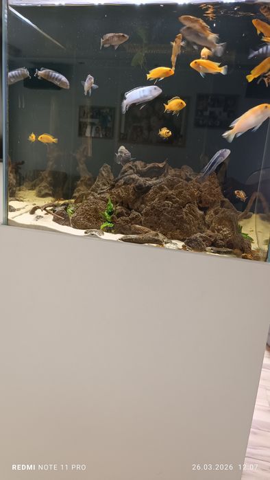 Akwarium 250l kostka oświetlenie LED sump malawi