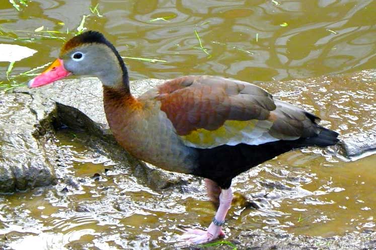Casal Dendrocigno de bico vermelho (Dendrocygna autumnalis)