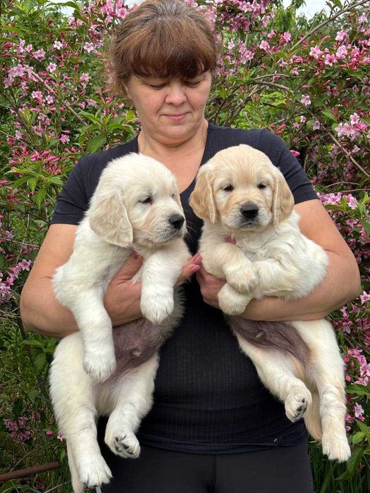 Цуценята золотистого ретривер