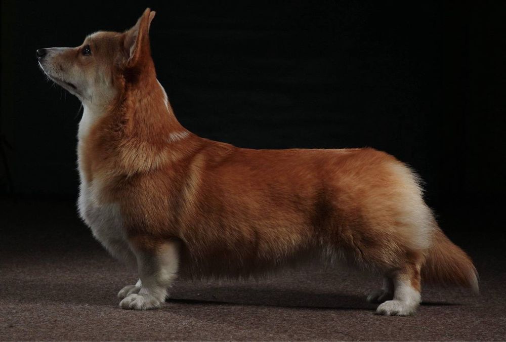 Вельш коргі пемброк