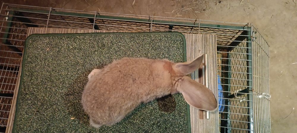 Króliki Olbrzym szary