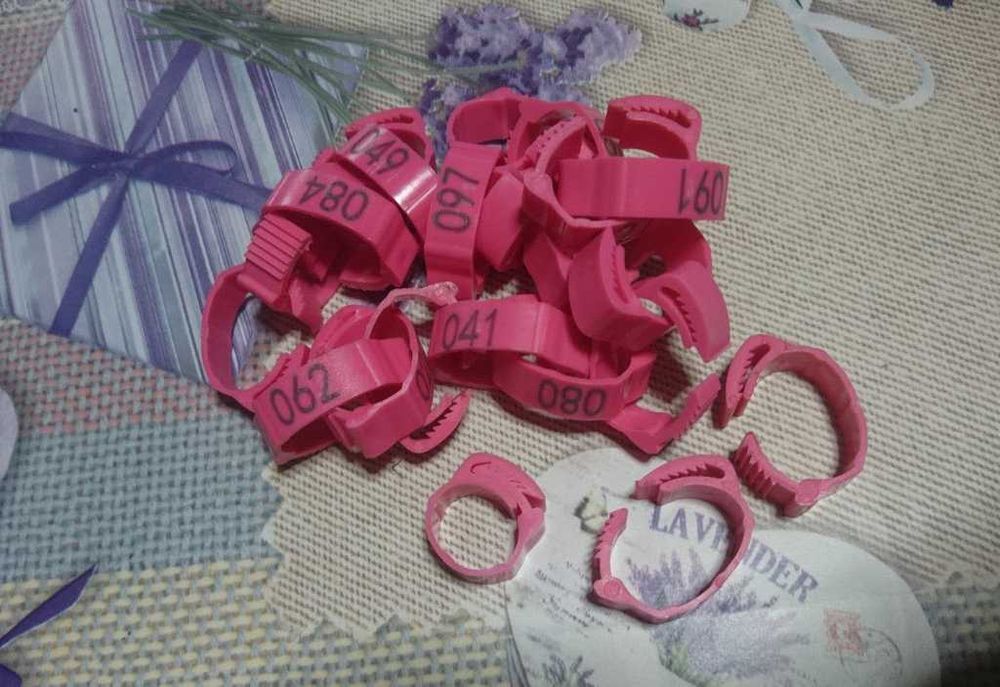 Очки Окуляри (Шори) та Кільця маркувальні номерні для птиці