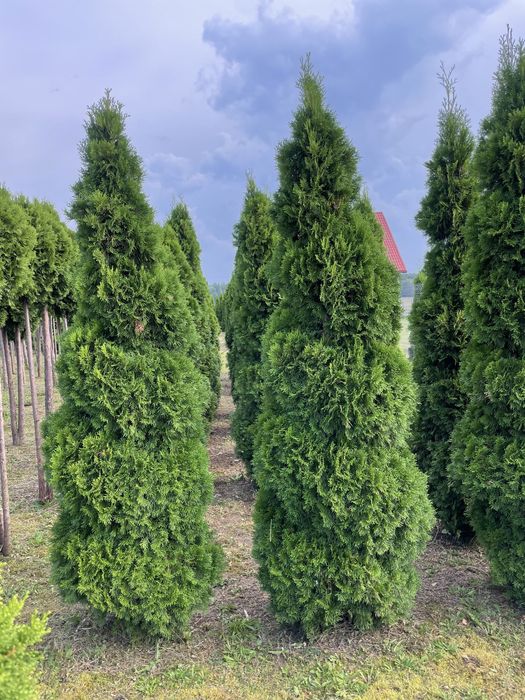 Kule na pniu 250cm‼️ tuje szmaragd, brabant‼️