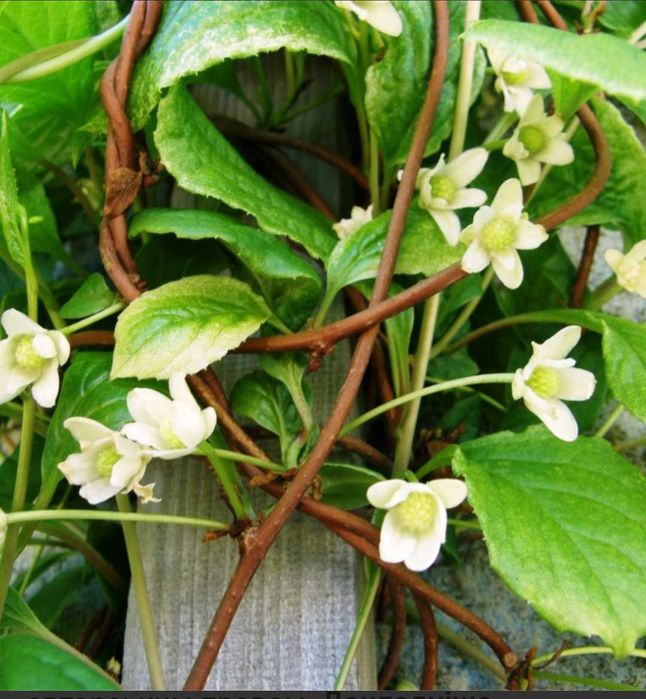 Саджанець китайського лимонника