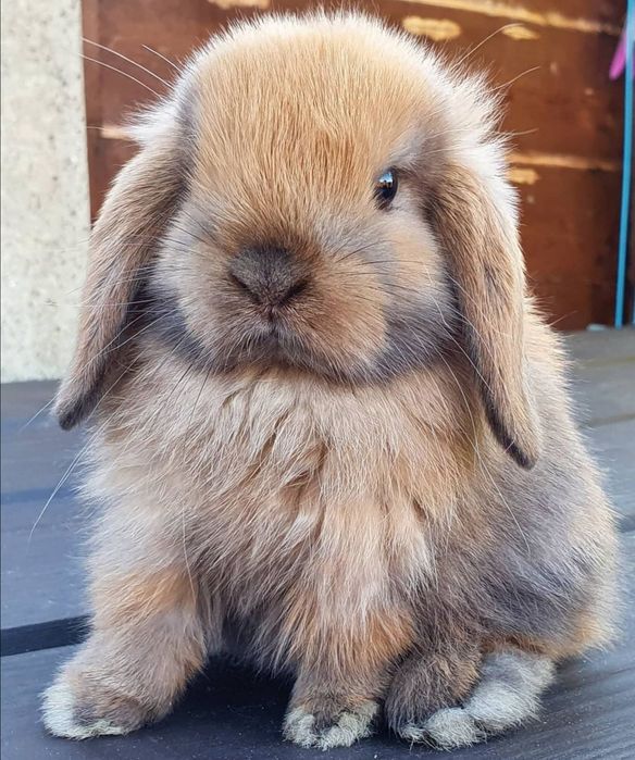 Coelhos anões mini loop(orelhudos) + gaiola nova + alimentação adequad