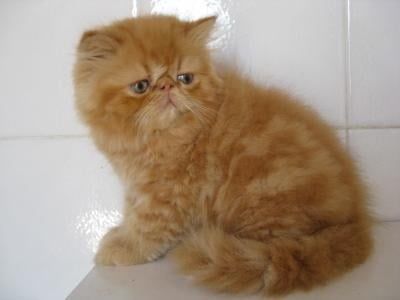 Kotka persa szuka domku