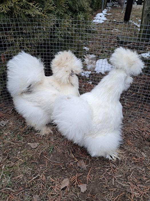 Jaja jajka silki USA