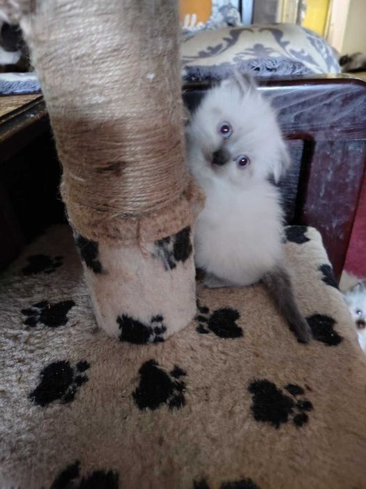 Невский маскарадный котёнок