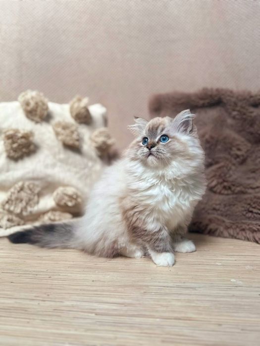 Kocurek Ragdoll Hades n 04 21