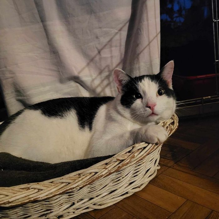 Jasiek kocurek do adopcji