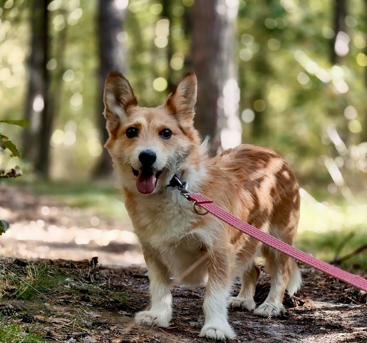 Bazyl - czy ma szansę na dom?