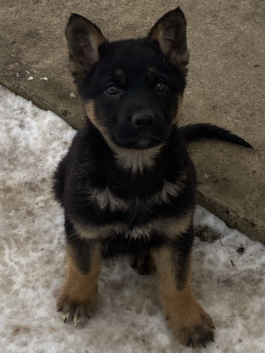 Німецька вівчарка цуценята