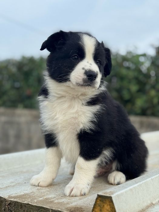 Border Collie TOP