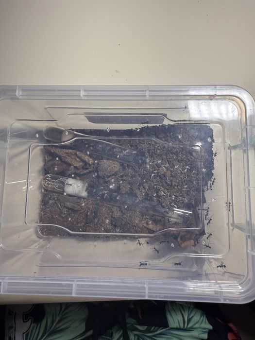 Продам колонию муравьев вида Aphaenogaster senilis