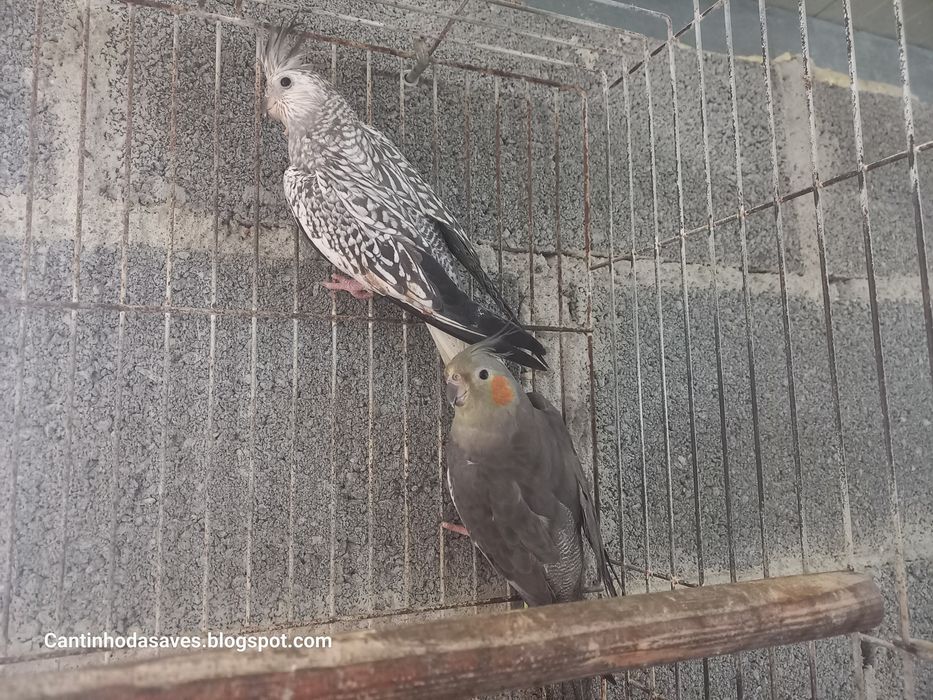 Caturras para cedência