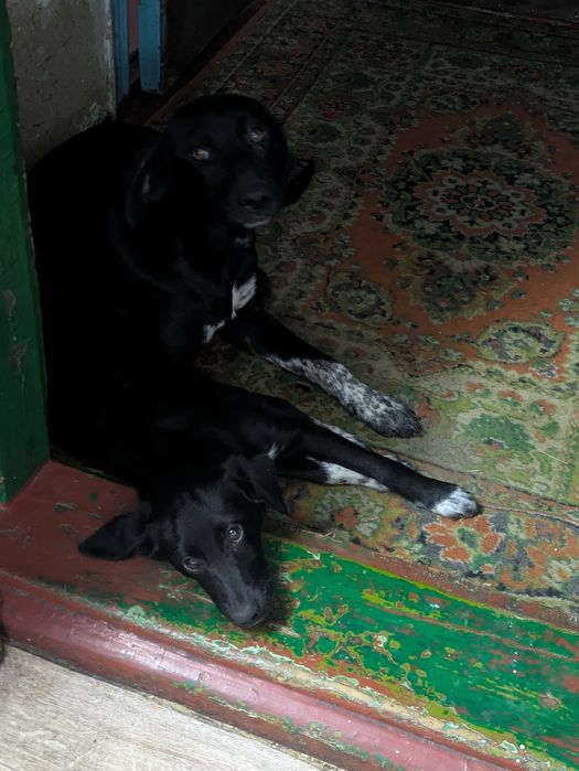 Віддам цуценя у добрі руки