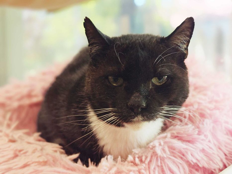 Котик, кіт, котусик-добряк Добриня – шукає сім'ю!