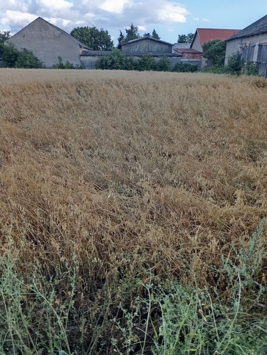 Słoma na pokosie po kombajnie do sprasowania