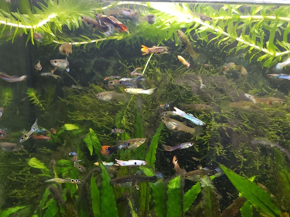 Guppies Machos, Fêmeas e Casais