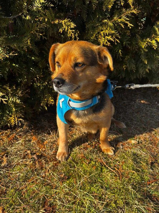 Teddy szuka domu 1,5 kg