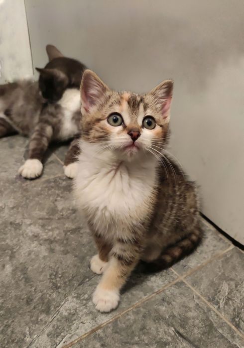 Кошенята,  кішки