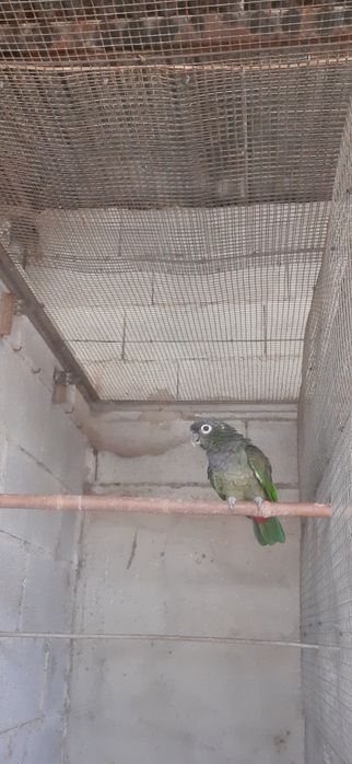 Pionus Maximiliano macho