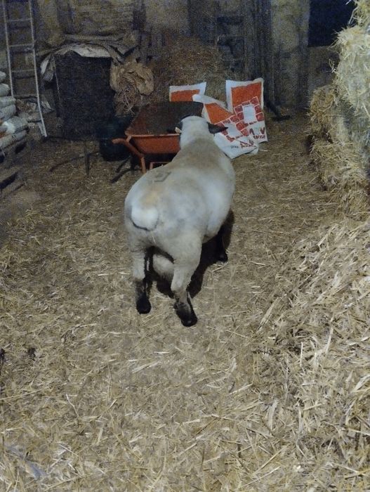 Malato com 75% suffolk e 25% ile de france.