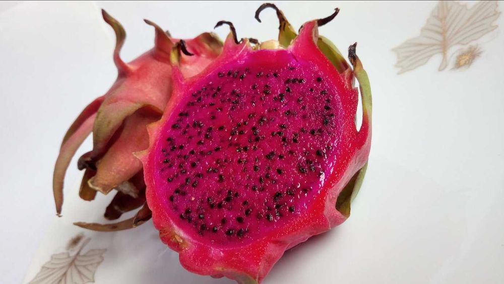 Planta de Pitaya Vermelha /Hylocereus Polyrhizus