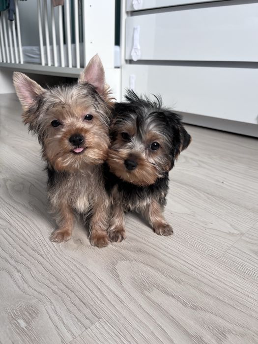 York, Yorkshire Terrier