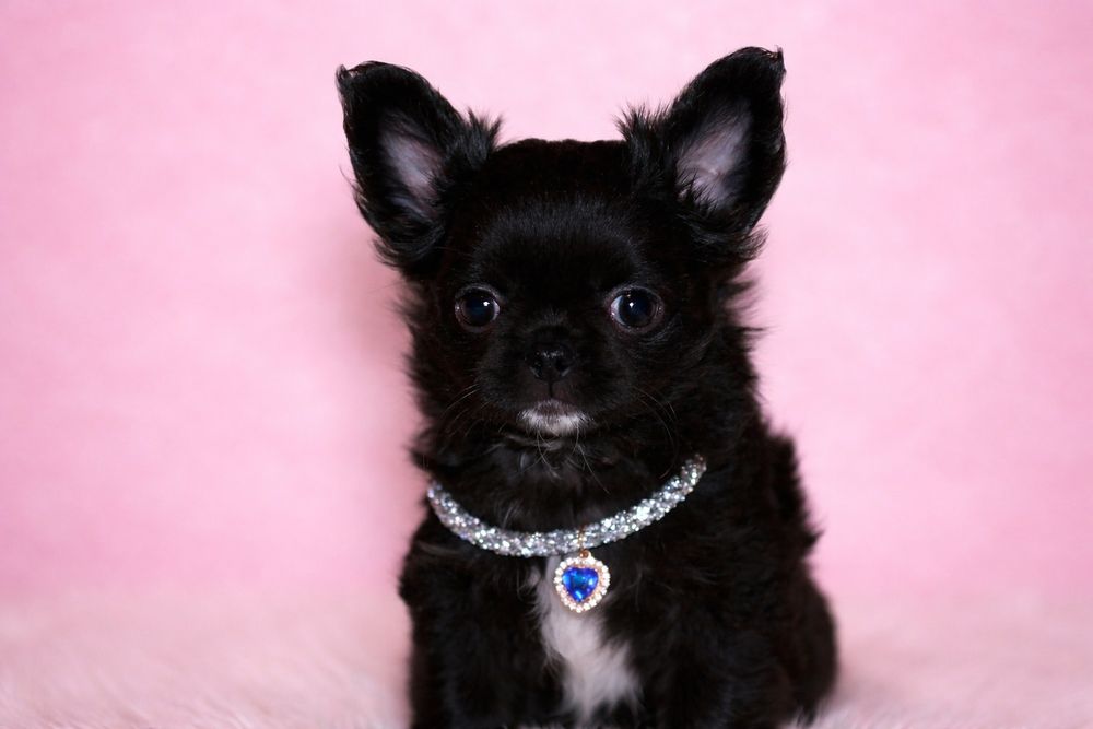 Zarezerwowana!Gotowa do odbioru -Chihuahua długowłosa suczka ZKwP FCI