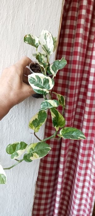 Вариегатные традесканции ,  эпипремнумы, Фил Тортум