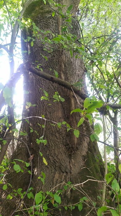 Продам кругляк ясеня.