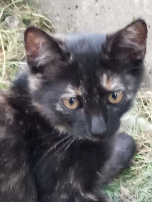 Киця Богдася 7 місяців