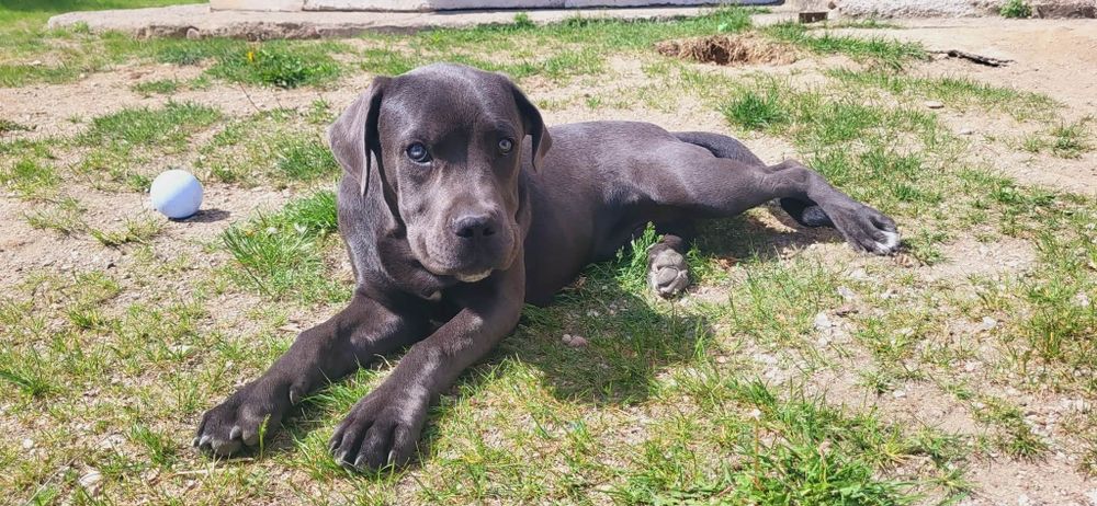 Młody piesek Cane Corso