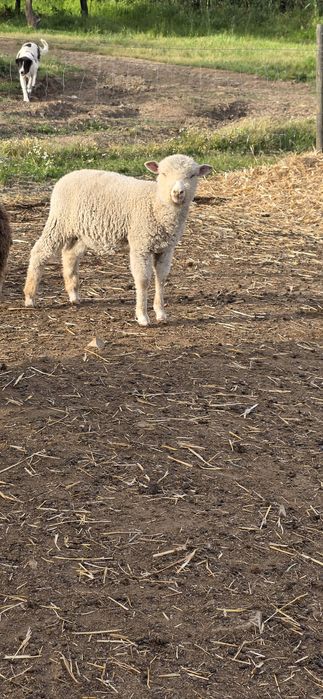 Borrego Macho branco