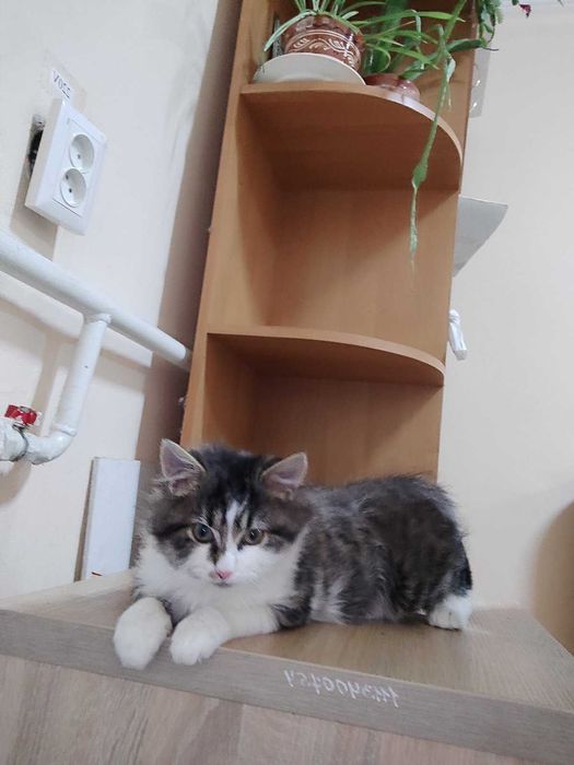 Котик, що говорить