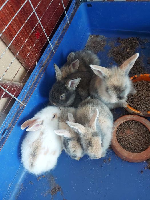 Coelhos de estimação