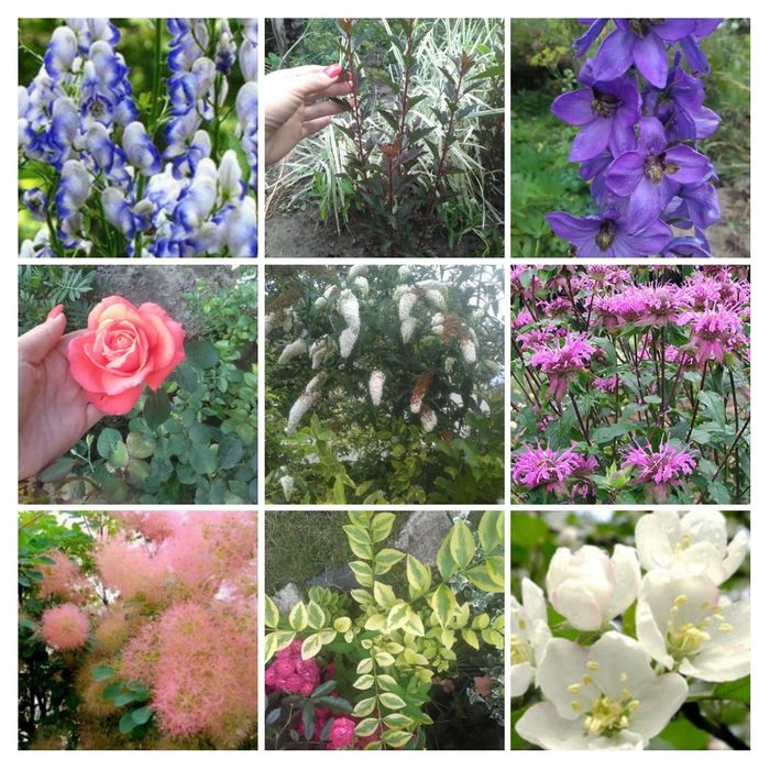 Квіти.Кущі.Декоративні рослини