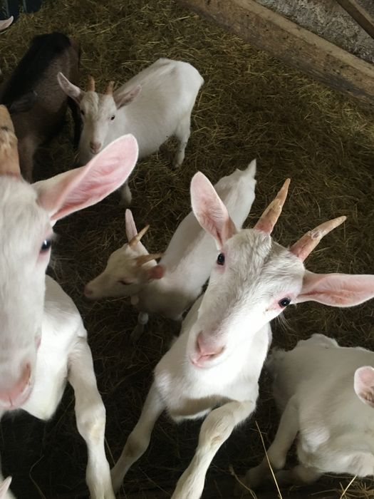 Kozy saanenskie stado zarodowe Austria - Holandia 1500 - 3500 sztuka