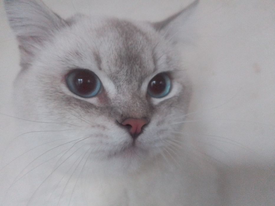 Котик кошеня хлопчик шиншила лінкс колор пойнт