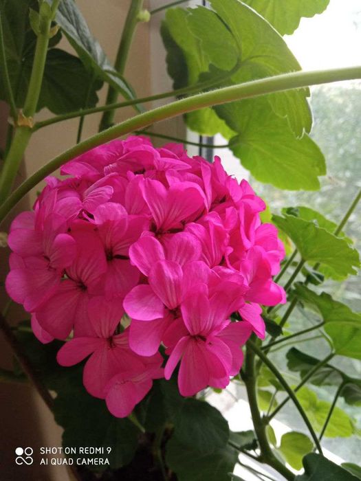 герань, пеларгония белая, красная, коралловая, розовая  лимонная