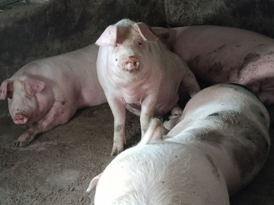 Продам свиней живою вагою