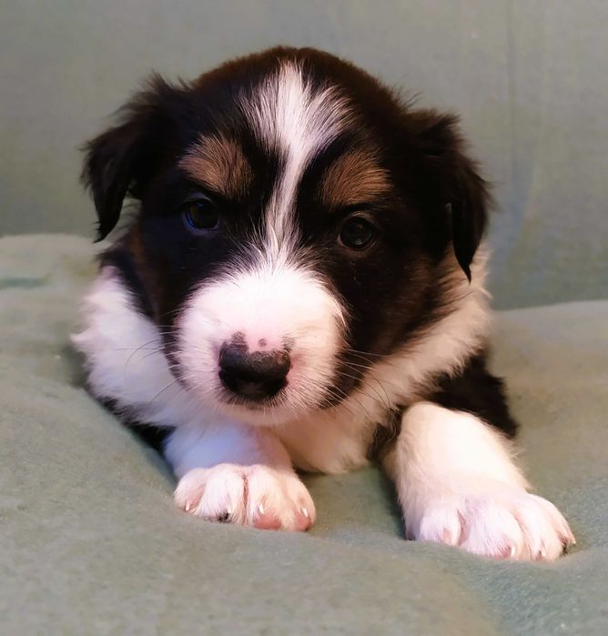 Border collie szczenię