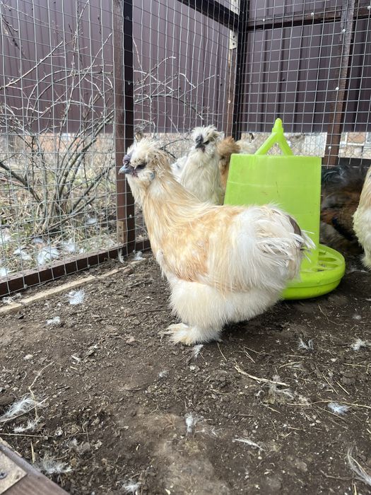 Петушок