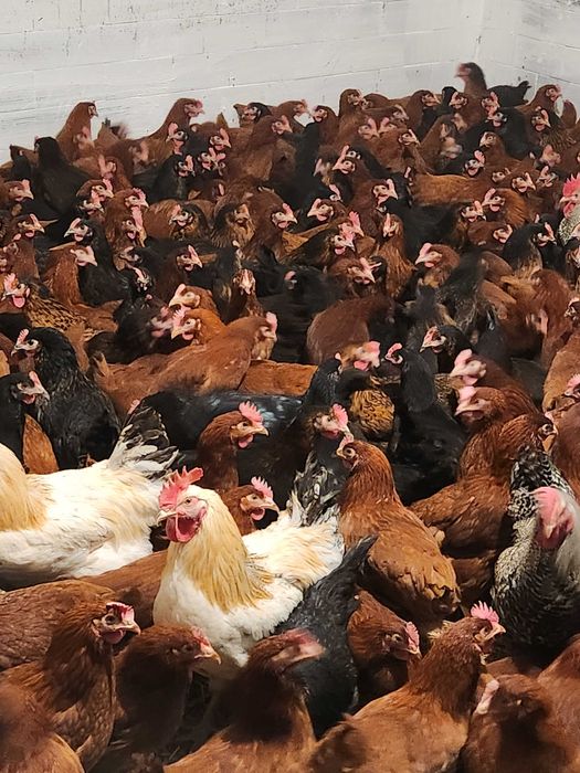 Kury nioski kurki z jajkiem ROSA Tetra Leghorn zdrowe kury z wybiegu