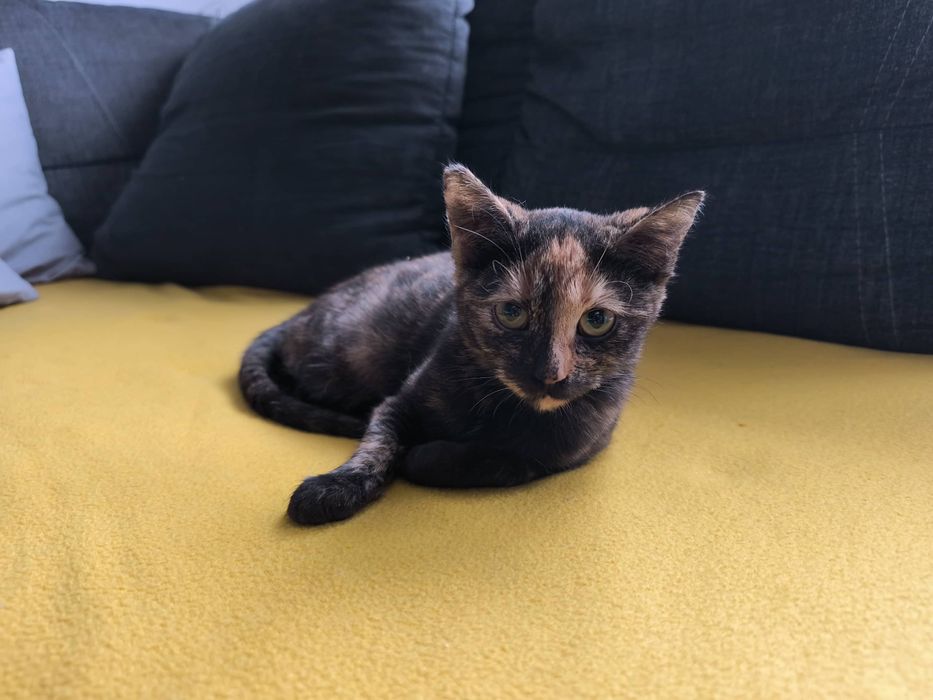 Młodziutka Grażka szuka domu