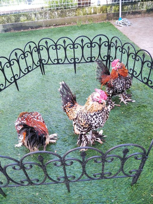 Garnizos Mil Flores (machos)