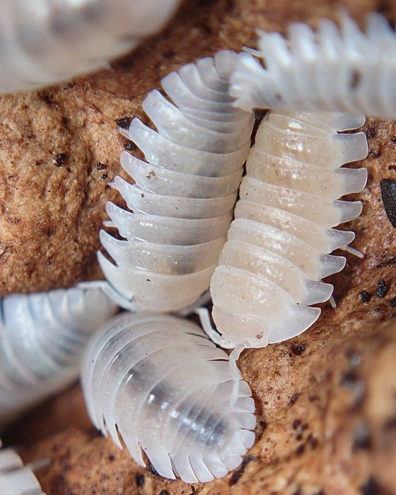 Armadillidium granulatum "White pearl", isopody, 10 szt.
