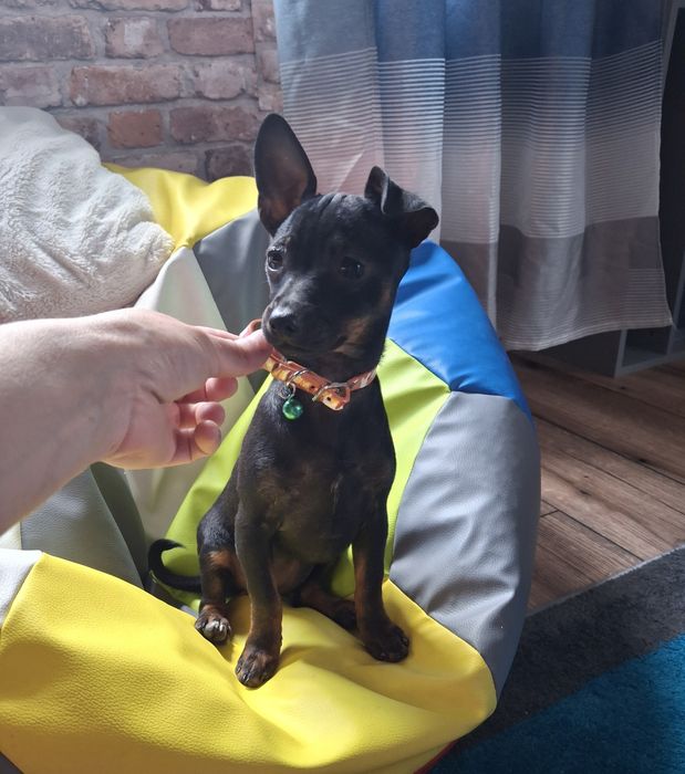 3 miesieczna Mufinka sunia ratlerek pinczer miniaturka