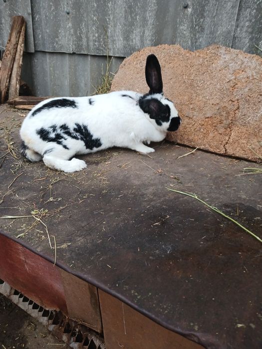 Продаються  кролики